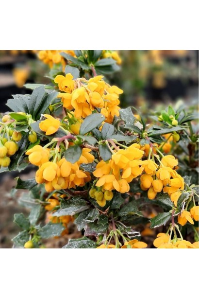 Барбарис Дарвіна Компакта опис